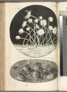 Hooke image copy