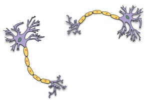 Neurons