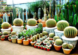 cactus-garden